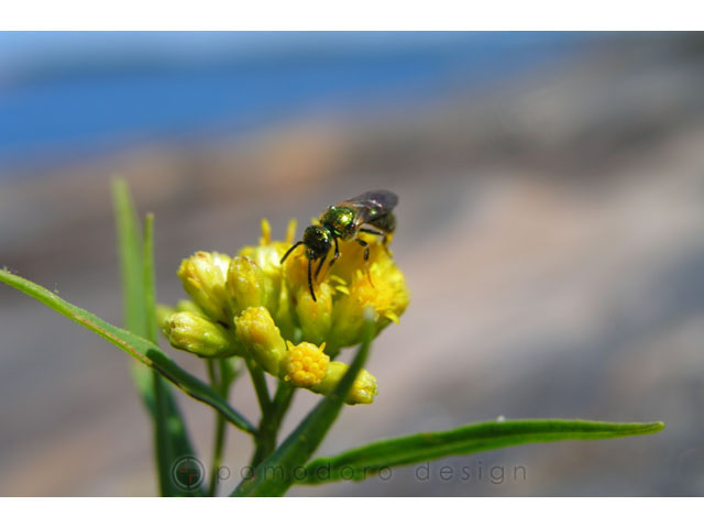 Nature Photography