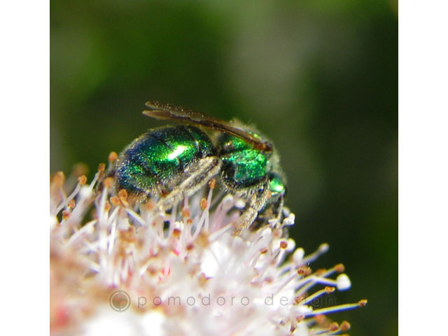 Nature Photography