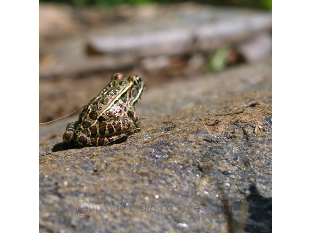 Nature Photography