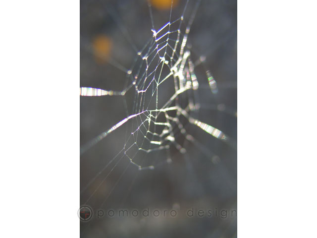Nature Photography