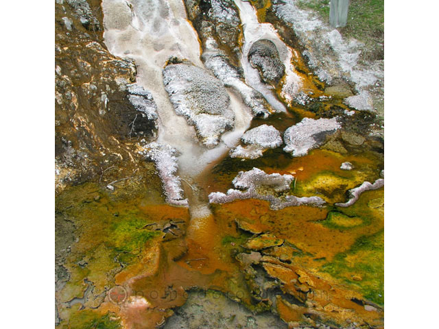Nature Photography