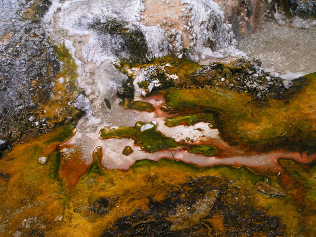 Nature Photography