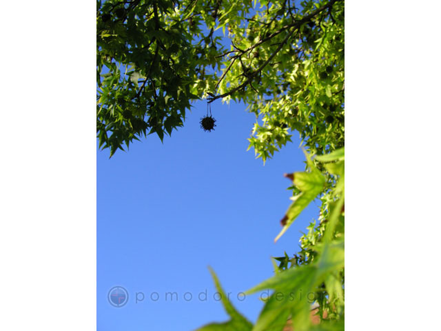 Nature Photography