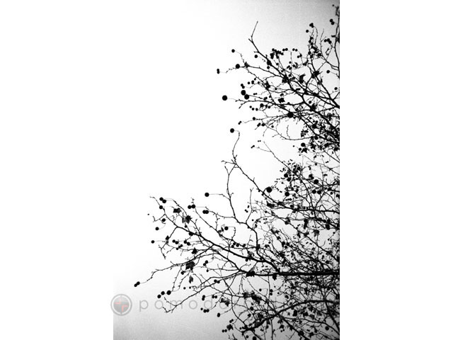 Nature Photography