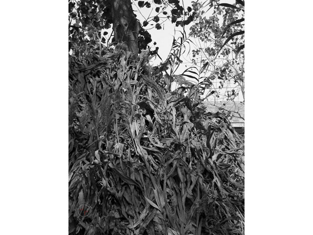 Nature Photography