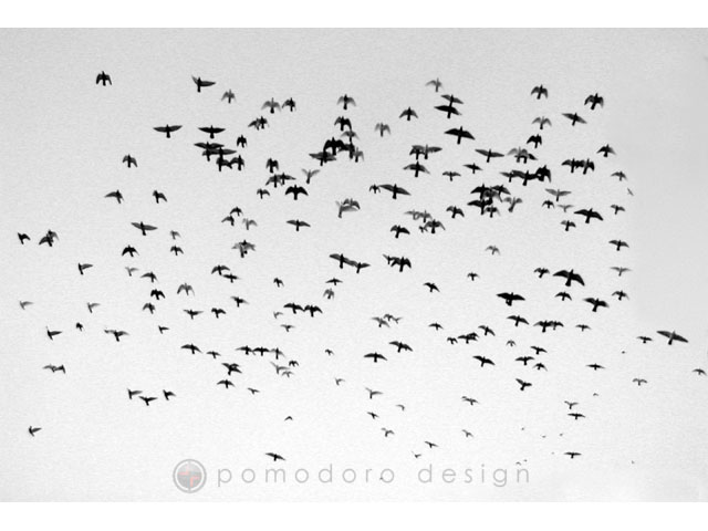 Nature Photography