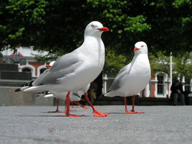 Nature Photography