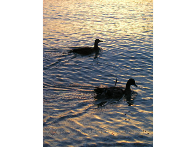 Nature Photography