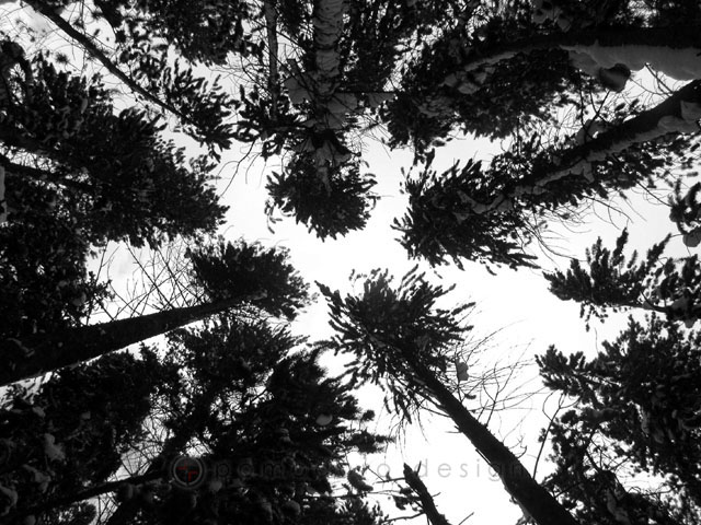 Nature Photography